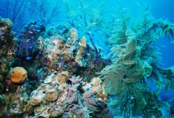 Blue Heaven - Bimini Bahamas Sea & Sea MX10 by Thomas Creson 